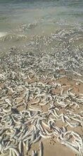  Thousands Of Dead Fish Washed Up On Eco Beach