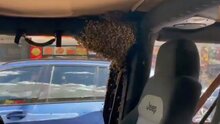 Aussie Man Pops To Shops For 10 Mins And Returns To Find Jeep Filled With Thousands Of Bees