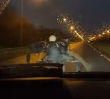  Fury Over Horses Thrashed In Illegal M-Way Cart Race