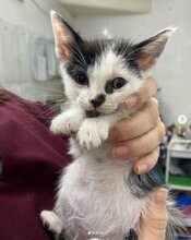 Kitten Born With No Anus Survives 50 Days Without Being Able To Poo Until Kind Vet Saves Its Life
