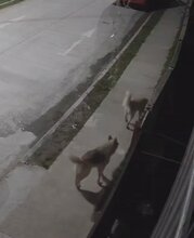 Dog Gives Pal A Nudge Over The Fence After Escaping For Night On The Tiles