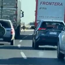Bizarre Video Shows Emu Running Down Chilean Motorway And Causing Traffic Jam