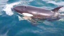  Killer Whales Ram Boat Off Spain And Break Rudder, Leaving Crew Stranded