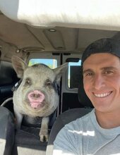  Man Killed And BBQ-ed Adopted Pet Mini-Pig