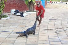 CROC-ING HELL! Shocked Sports Club Staff Find Huge Caiman In Swimming Pool