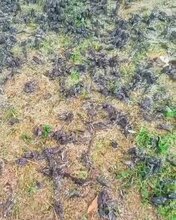 Hundreds Of Birds Plummet From Sky And Die In Bali Cemetery
