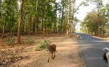  Tourists Gasp At Tiger's Roar Power As It Chases Down Cattle