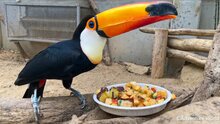  Fussy Toucan Uses Enormous Beak To Pick Out Tiny Peas From Lunch