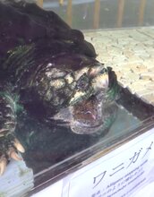  Alligator Snapping Turtle Uses Worm-Like Tongue To Lure Fish