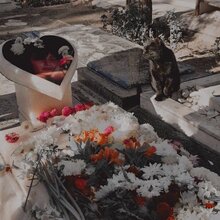  Tortured Teen's Cat Watches Over Her Grave